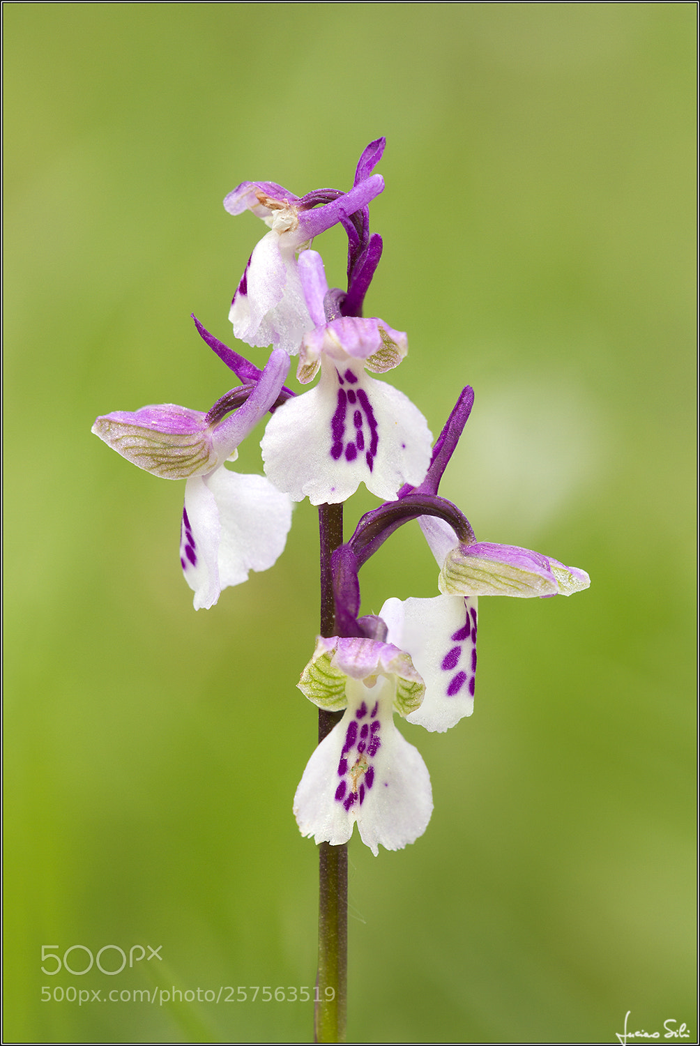 Canon EOS 7D sample photo. Bicolor photography