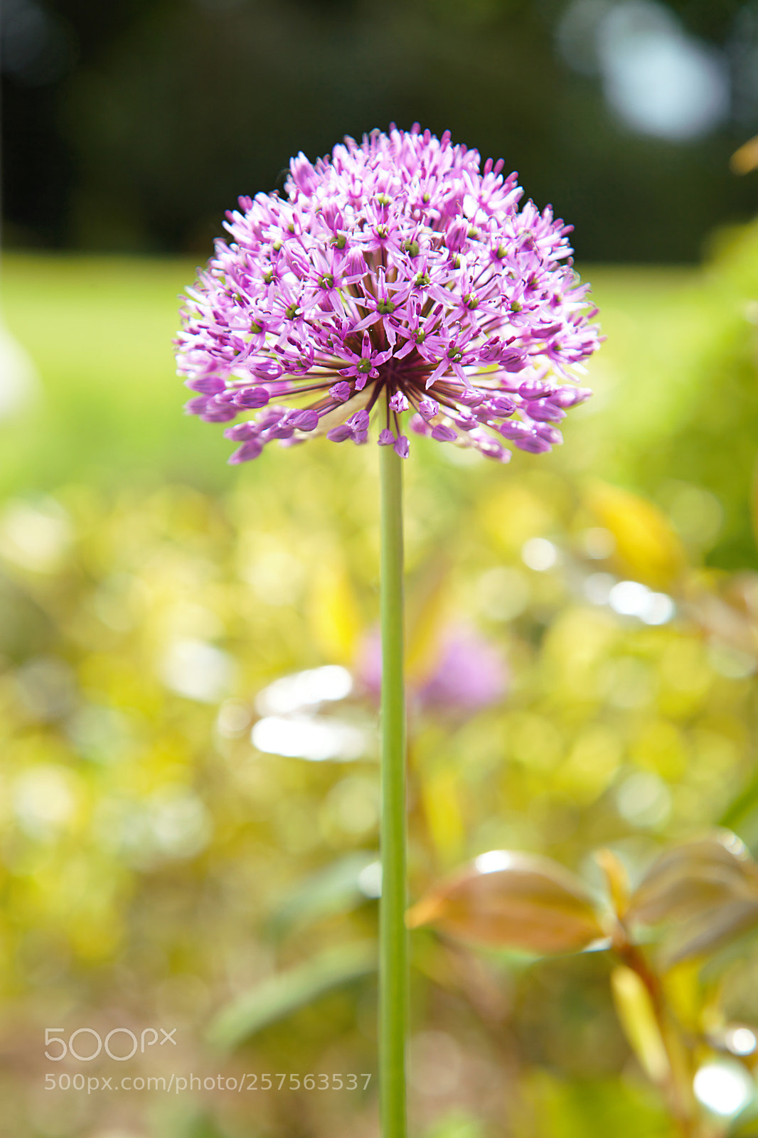 Canon EF 24-105mm F4L IS USM sample photo. Purple allium photography