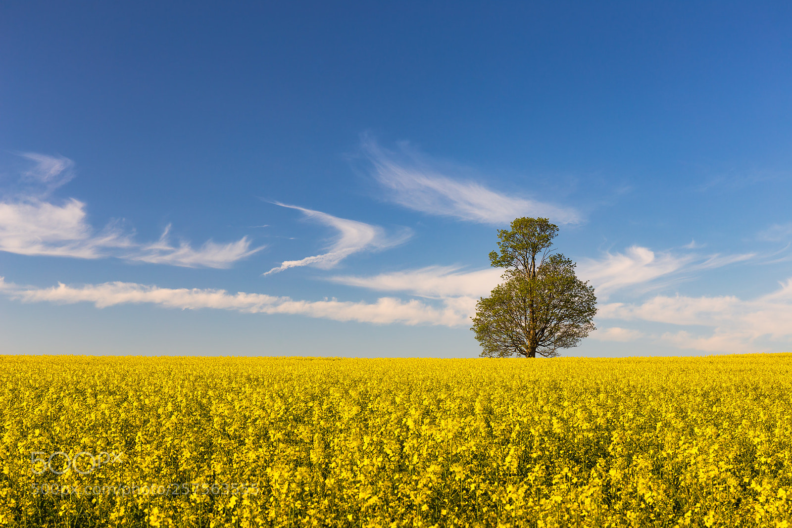 Canon EOS 6D sample photo. Colors photography