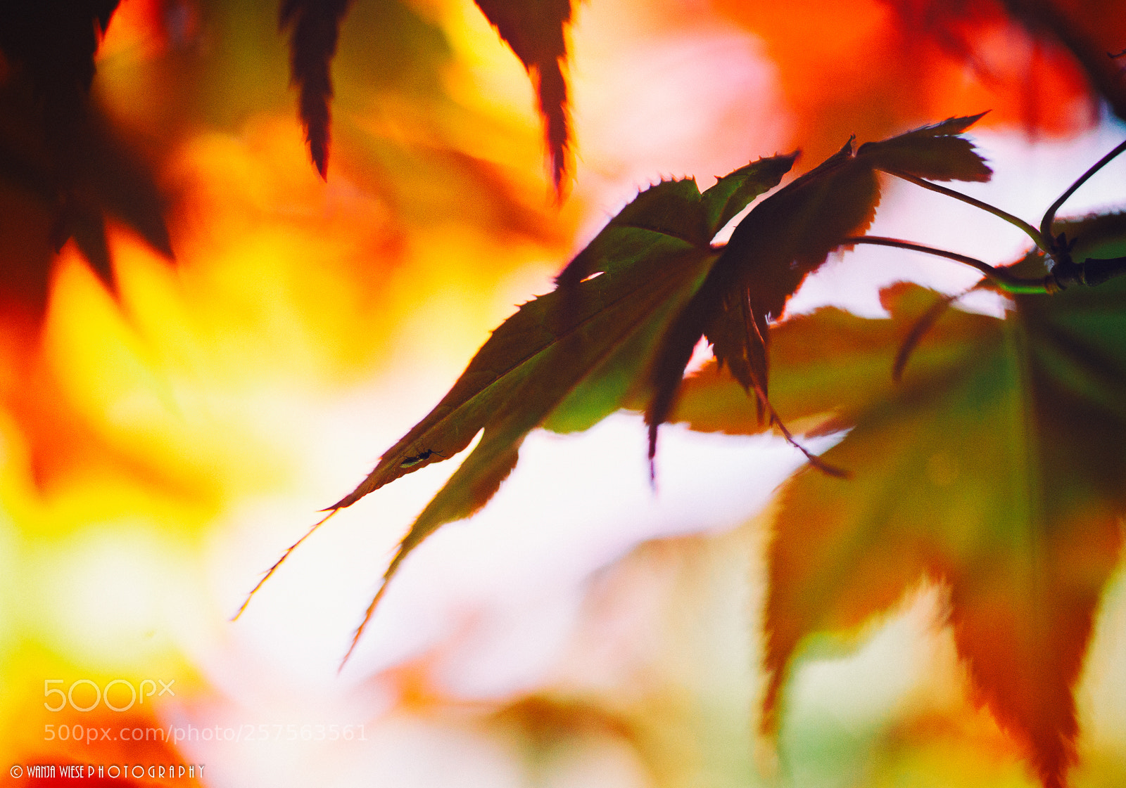 Canon EOS-1D Mark IV sample photo. Untitled photography