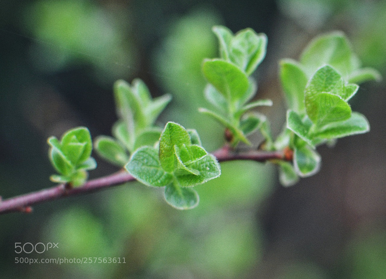 Nikon D3200 + Nikon AF-S DX Nikkor 35mm F1.8G sample photo. *** photography