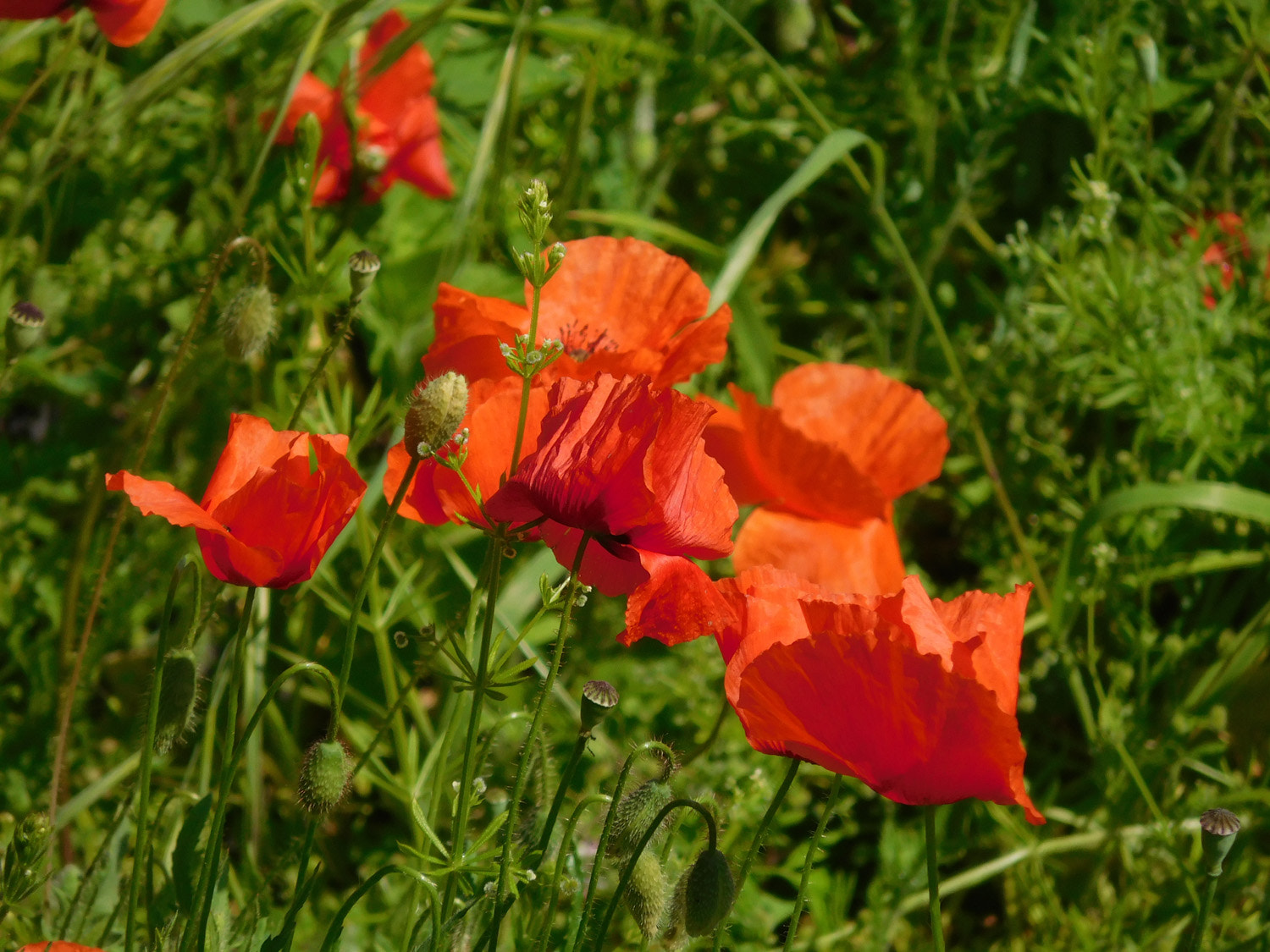 Nikon Coolpix S7000 sample photo. Poppies photography
