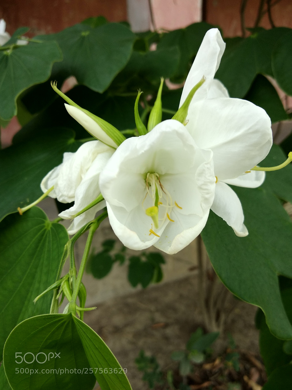 Xiaomi Redmi Note 5 sample photo. Untitled photography