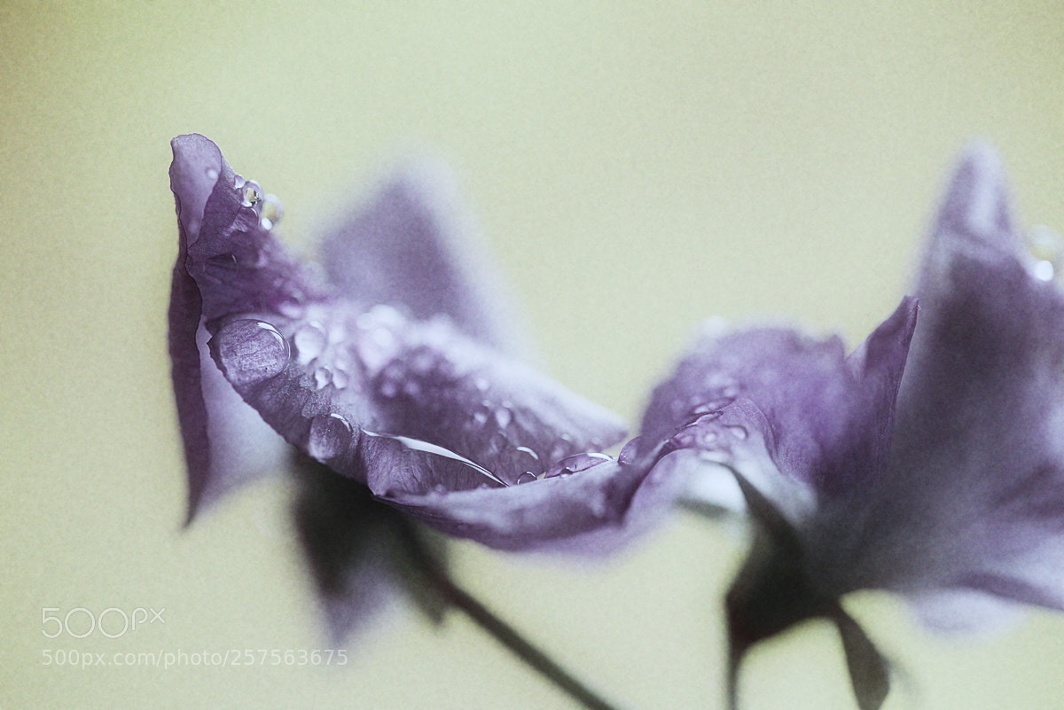 Nikon D800 sample photo. Flower photography