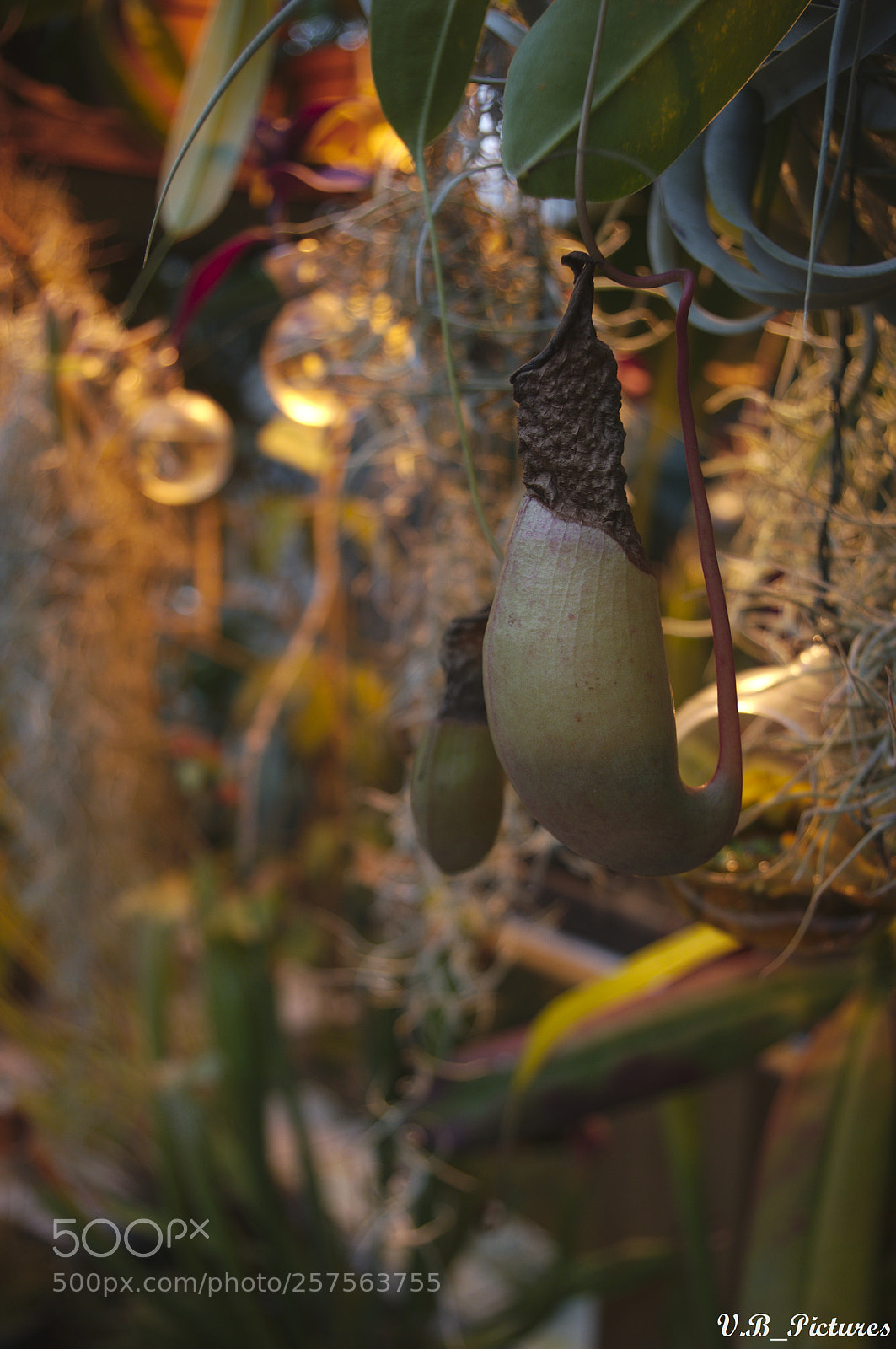 Pentax K-r sample photo. Untitled photography