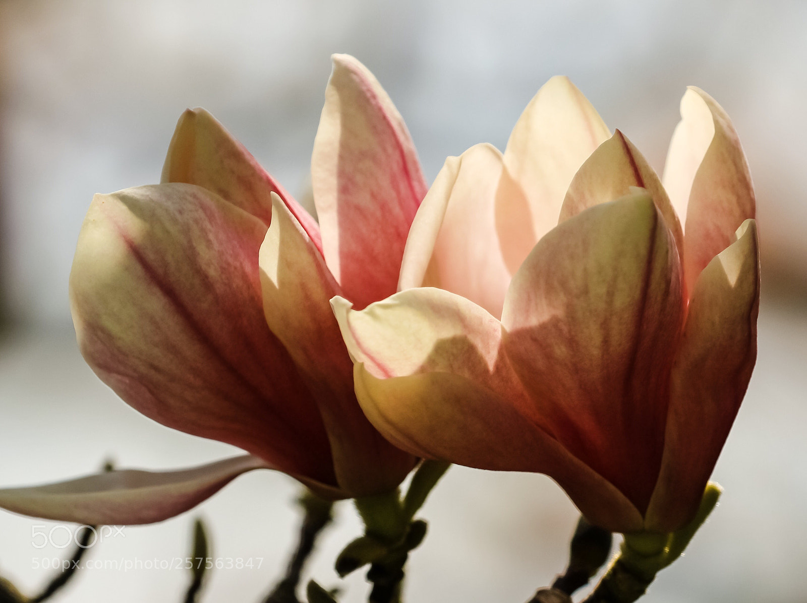 Canon EOS 60D sample photo. Together photography