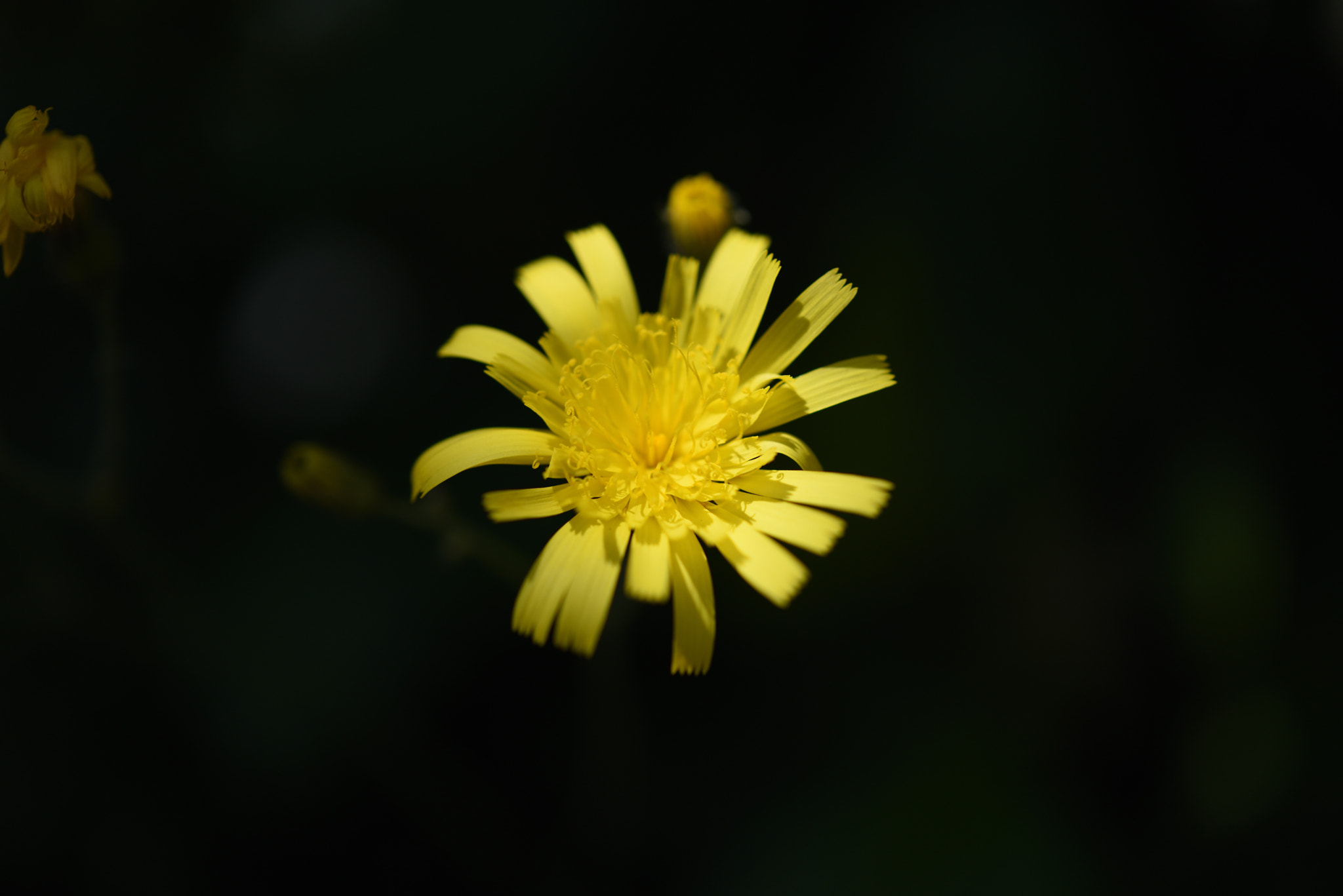 Nikon D750 + Nikon AF-S Micro-Nikkor 60mm F2.8G ED sample photo. オニビラコ photography