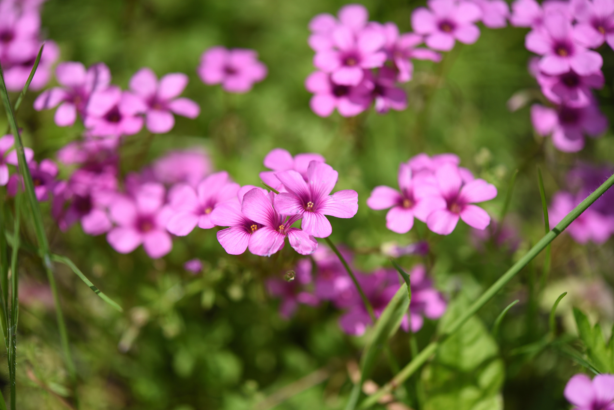 Nikon AF-S Micro-Nikkor 60mm F2.8G ED sample photo. イモカタバミ photography