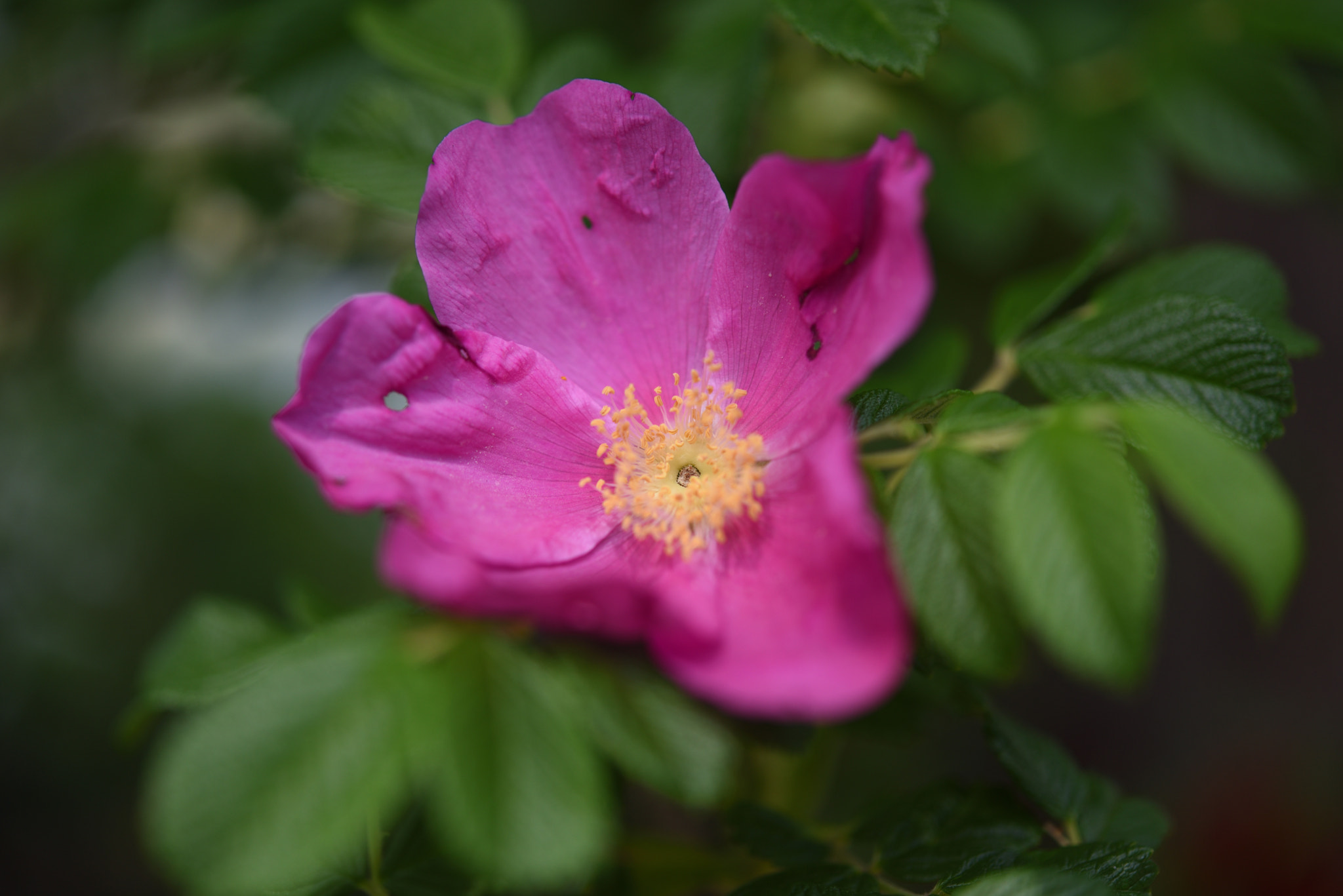 Nikon AF-S Micro-Nikkor 60mm F2.8G ED sample photo. ハマナス photography