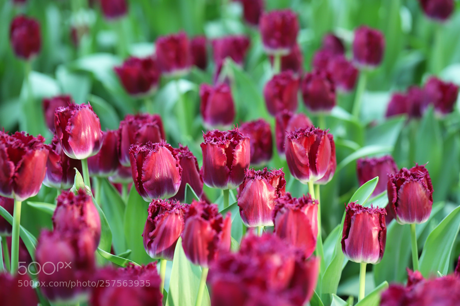 Canon EOS 6D Mark II sample photo. Red tuplis photography