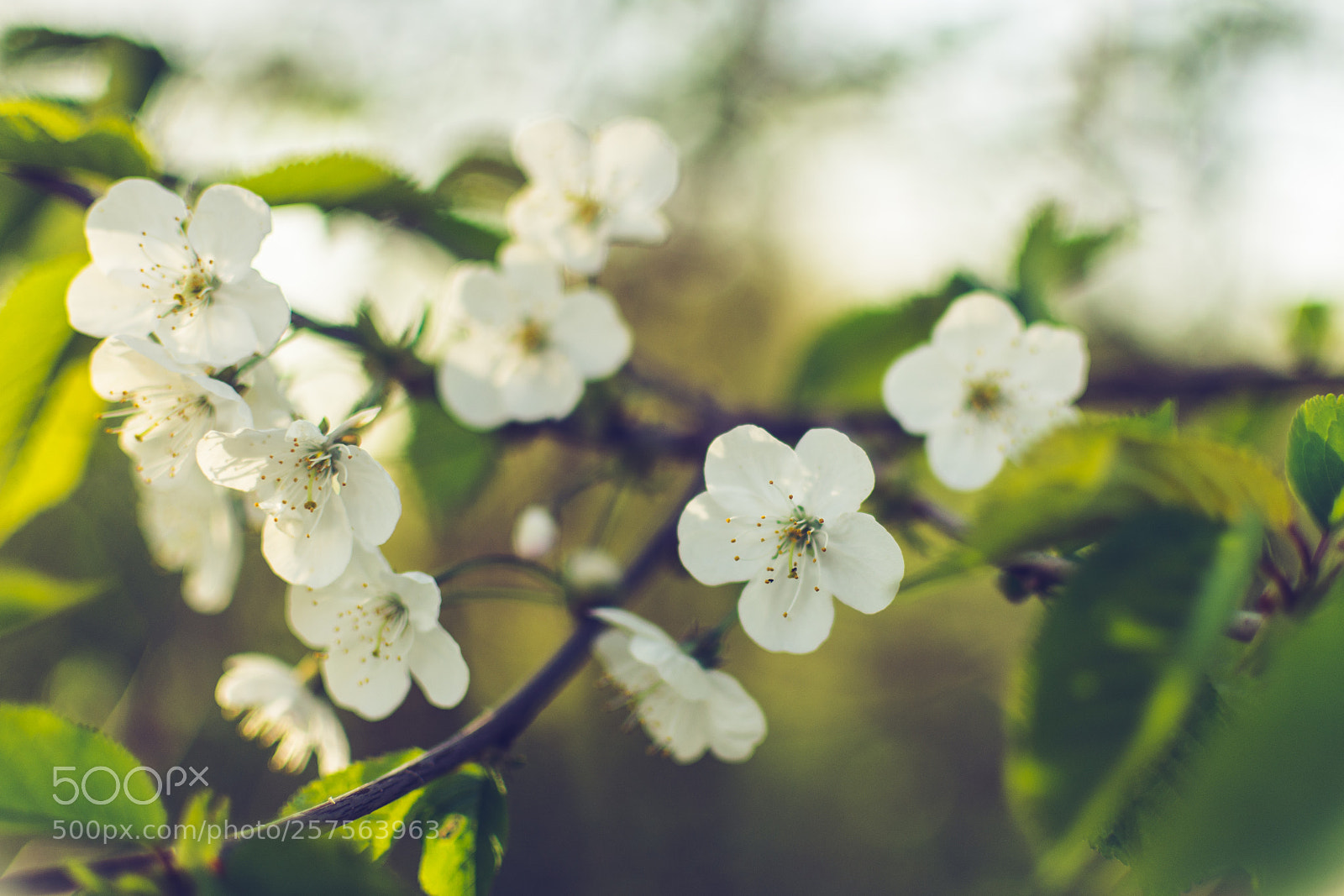 Nikon D7200 sample photo. Spring photography