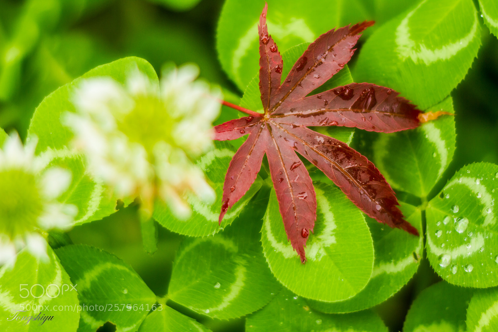 Canon EOS 7D sample photo. Green and red photography