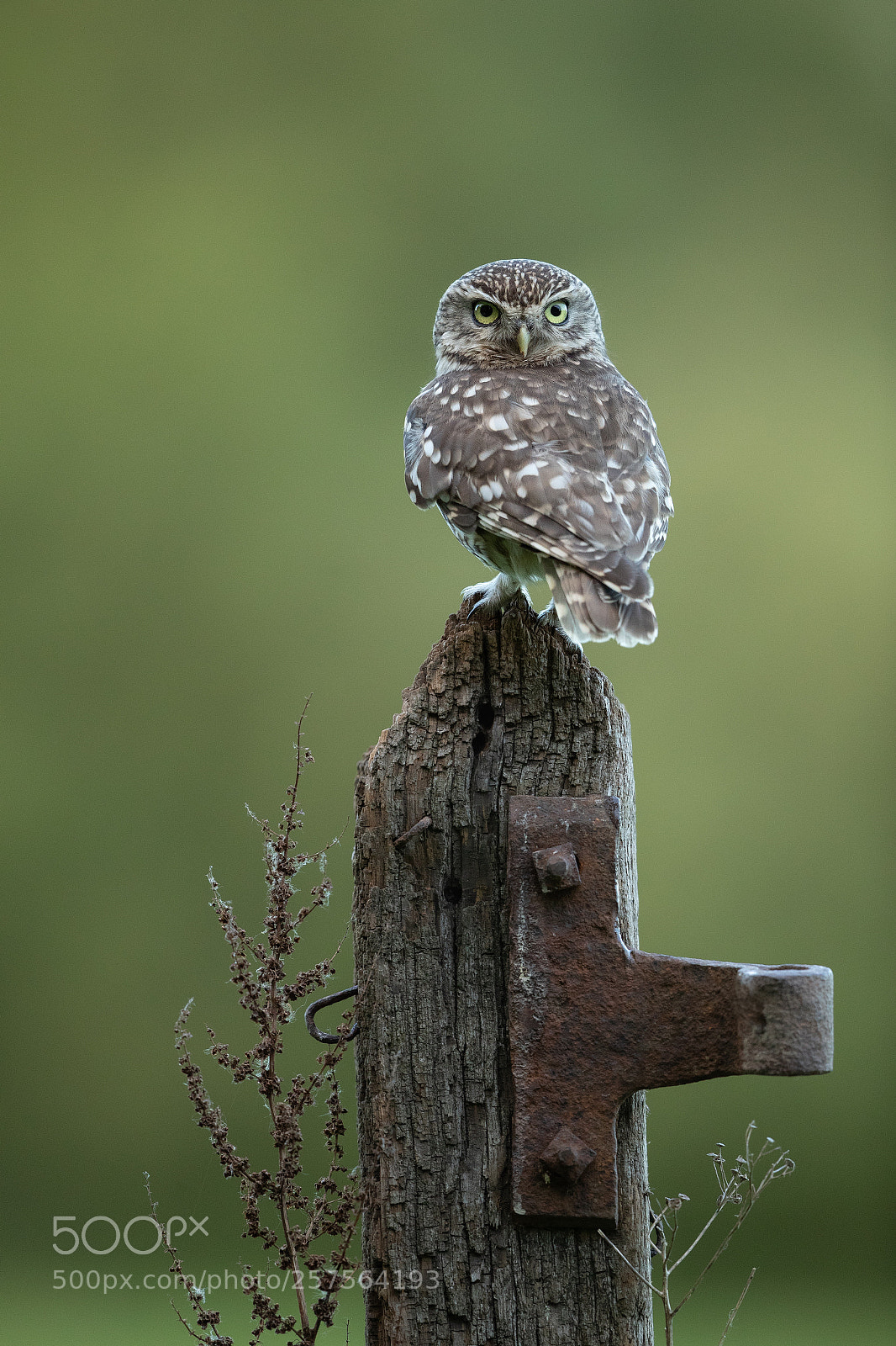 Canon EOS-1D X Mark II sample photo. Male little owl photography