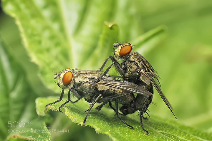 Canon EOS 60D sample photo. Flies photography
