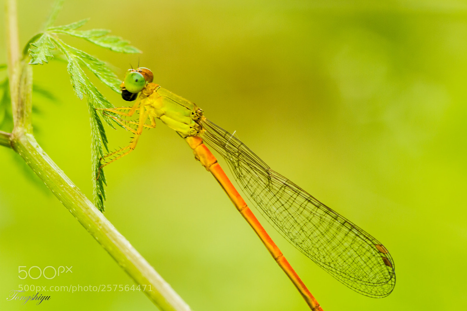Canon EOS 7D sample photo. Dragonfly photography