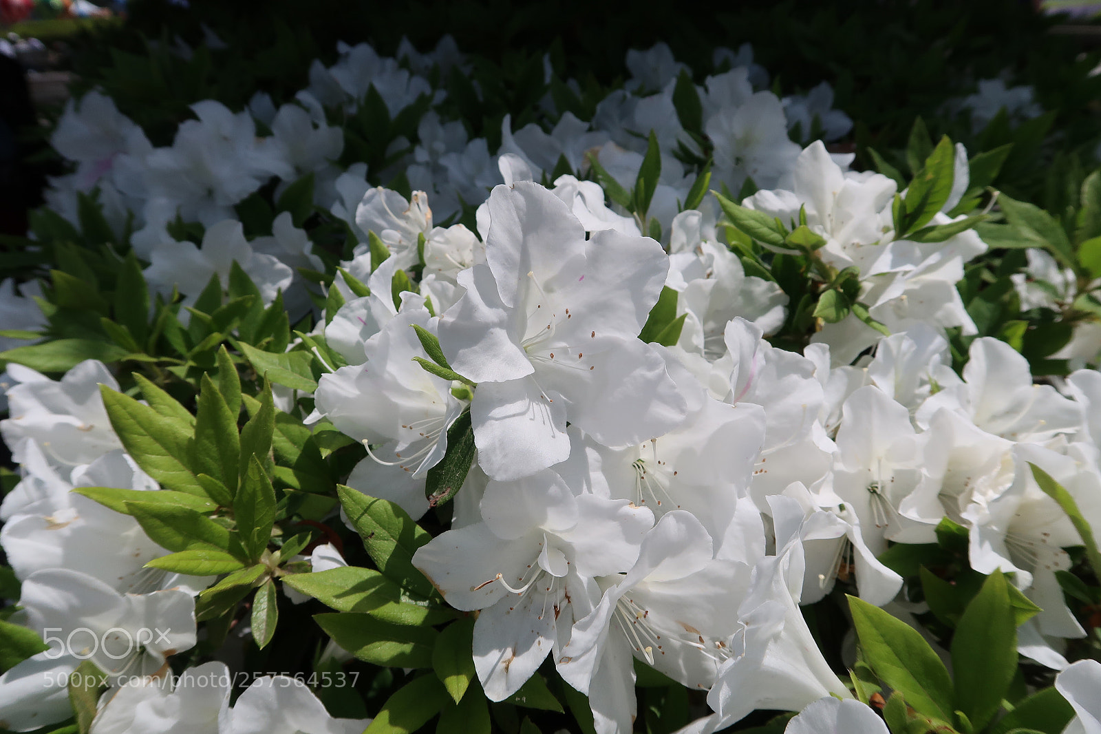 Canon PowerShot G7 X Mark II sample photo. Azalea photography