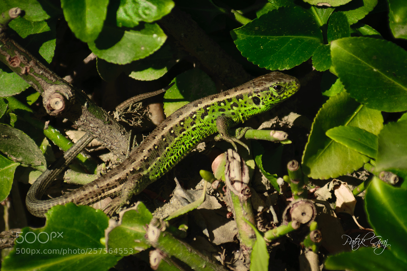 Nikon D5300 sample photo. Sand lizard photography
