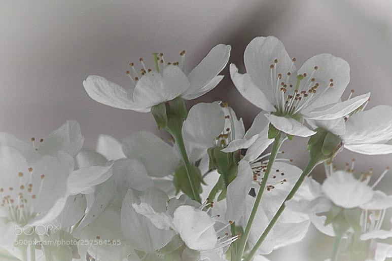 Canon EOS 5D Mark II sample photo. White and lime photography