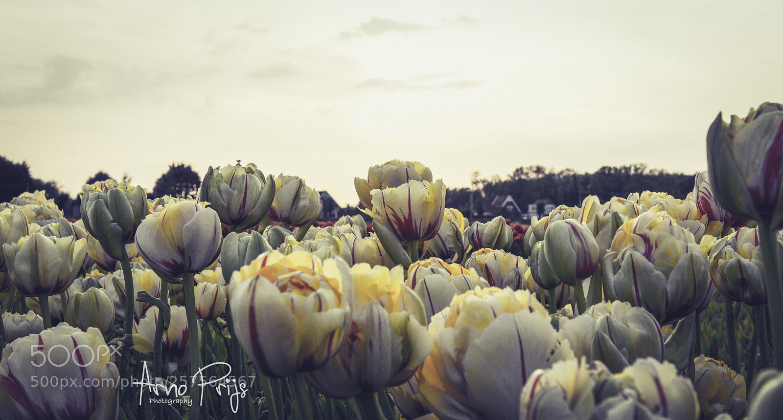 Nikon D7100 sample photo. Vintage tulip photography