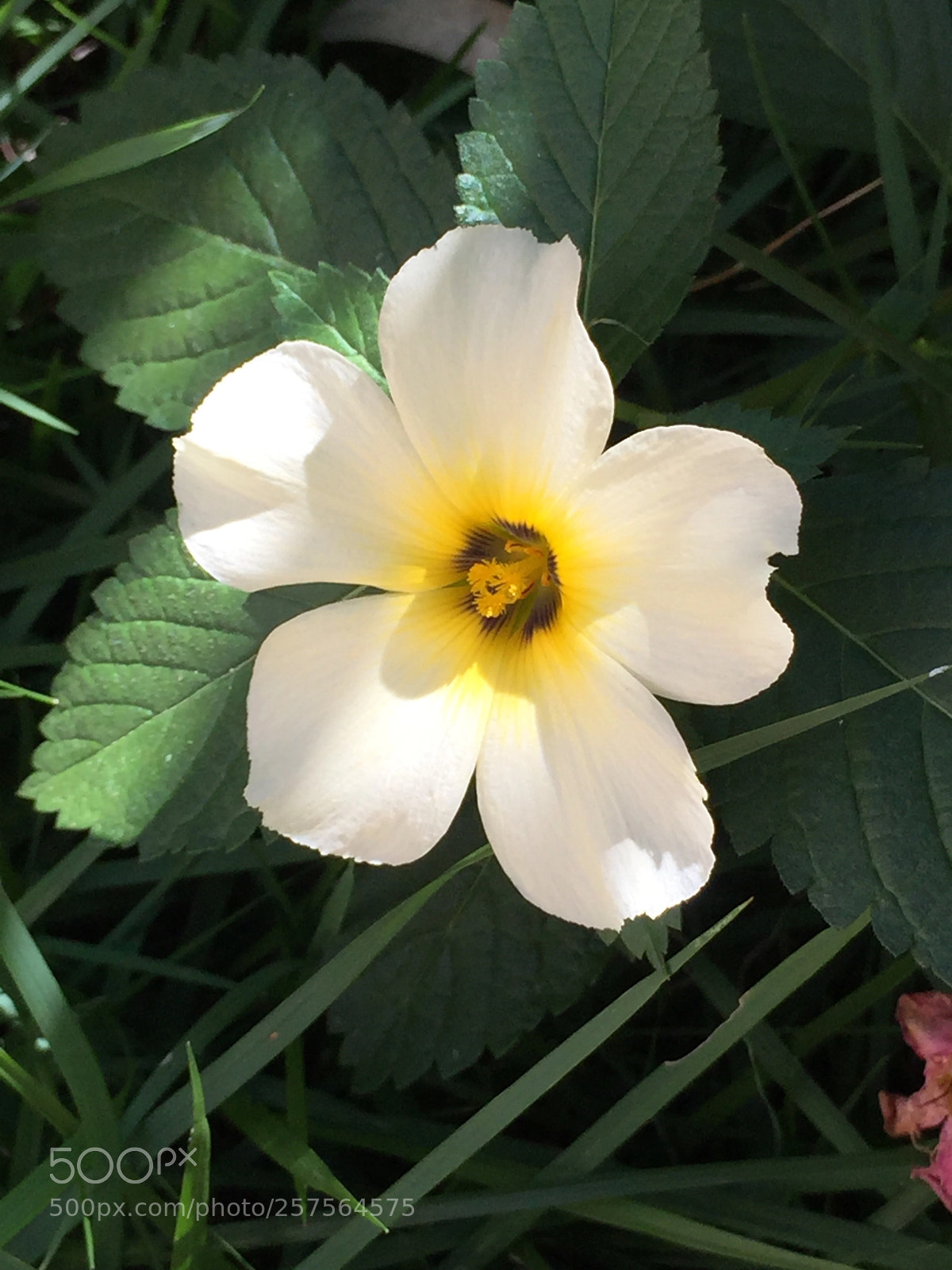 Apple iPhone 6 sample photo. Flor do mato photography