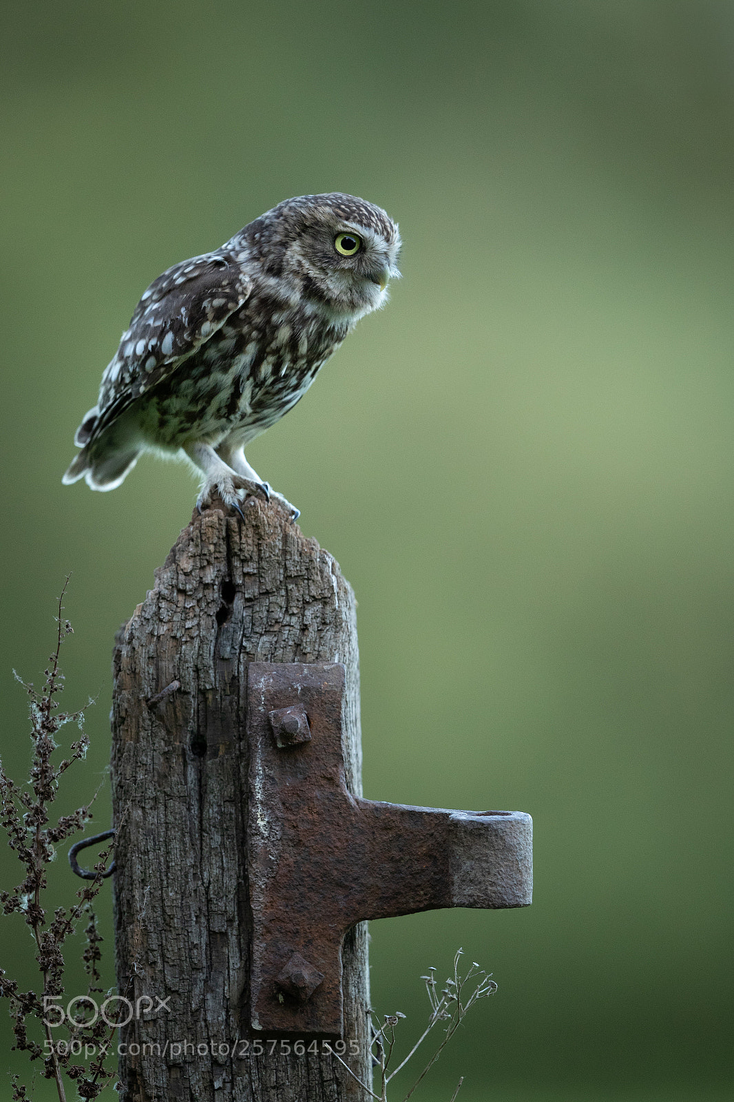 Canon EOS-1D X Mark II sample photo. Female little owl photography
