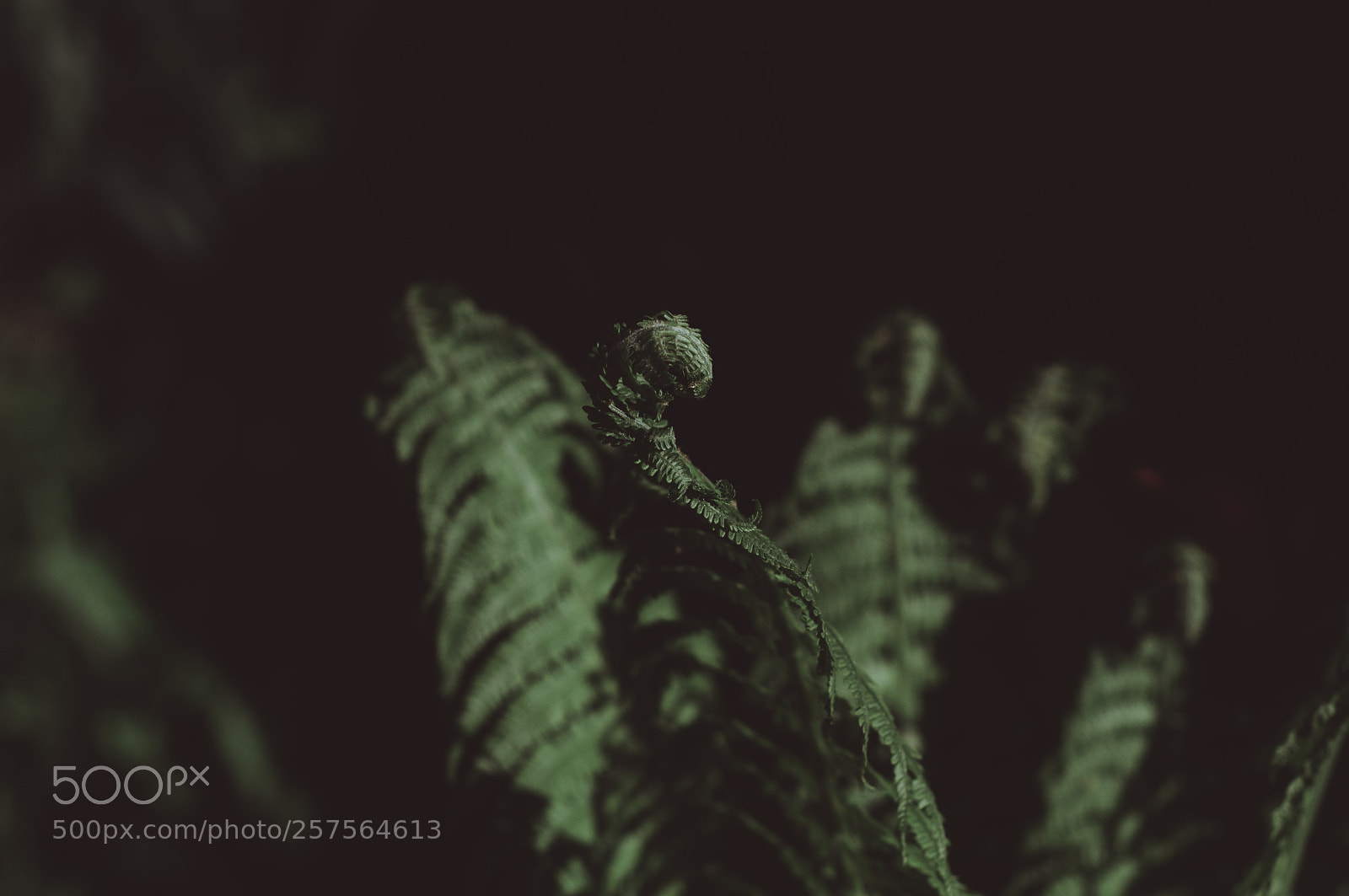 Nikon D90 sample photo. Fern in the night photography
