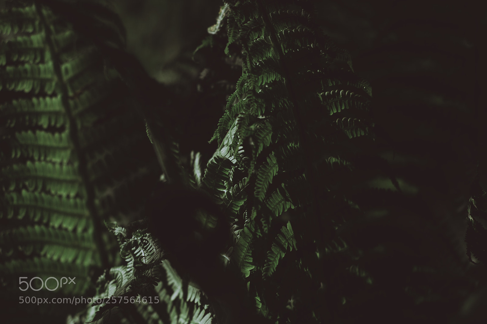 Nikon D90 sample photo. Fern in the night photography