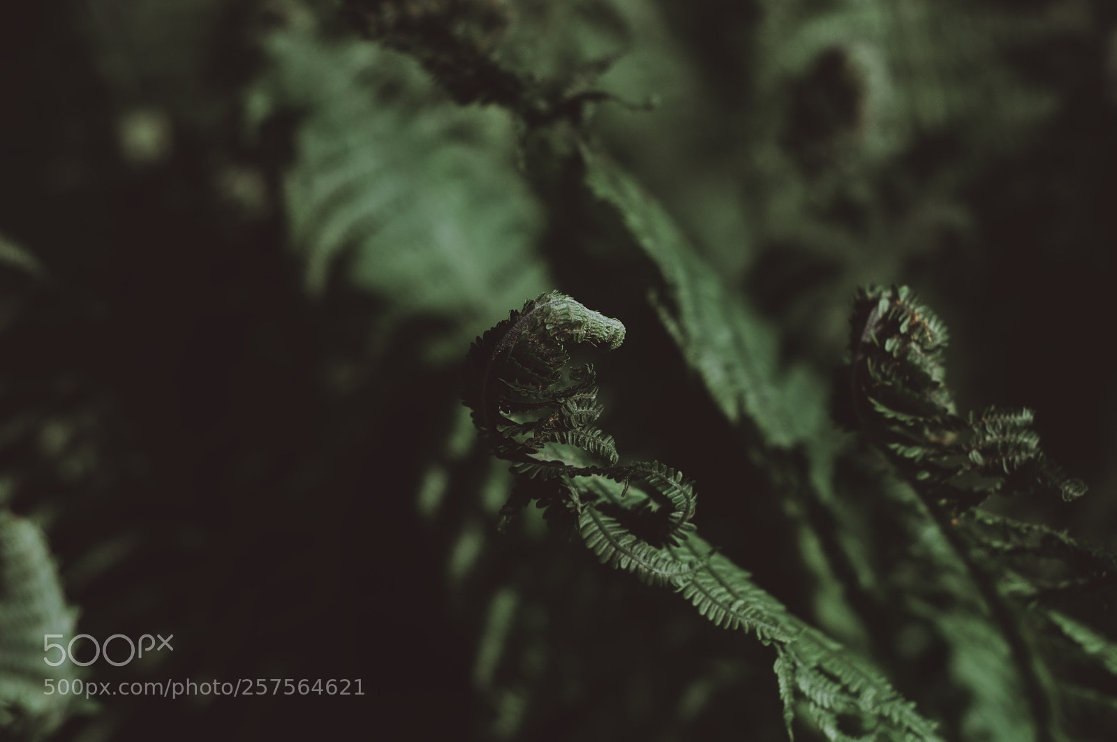 Nikon D90 sample photo. Fern in the night photography