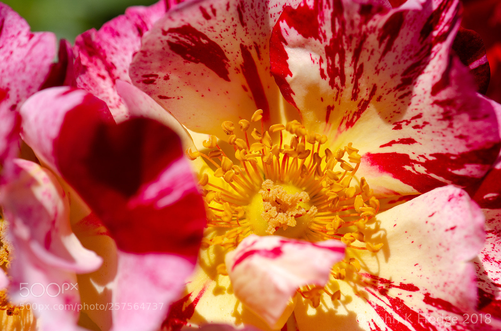 Nikon D7000 sample photo. Untitled photography