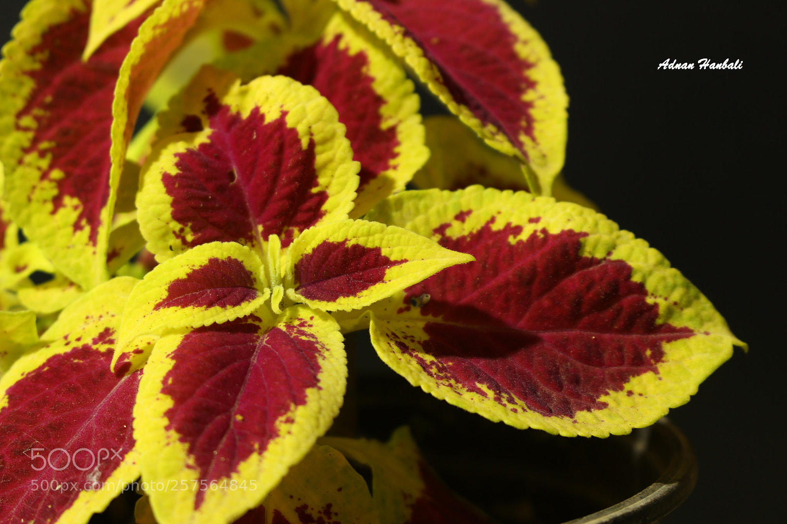 Canon EOS 700D (EOS Rebel T5i / EOS Kiss X7i) sample photo. Flowering plant photography