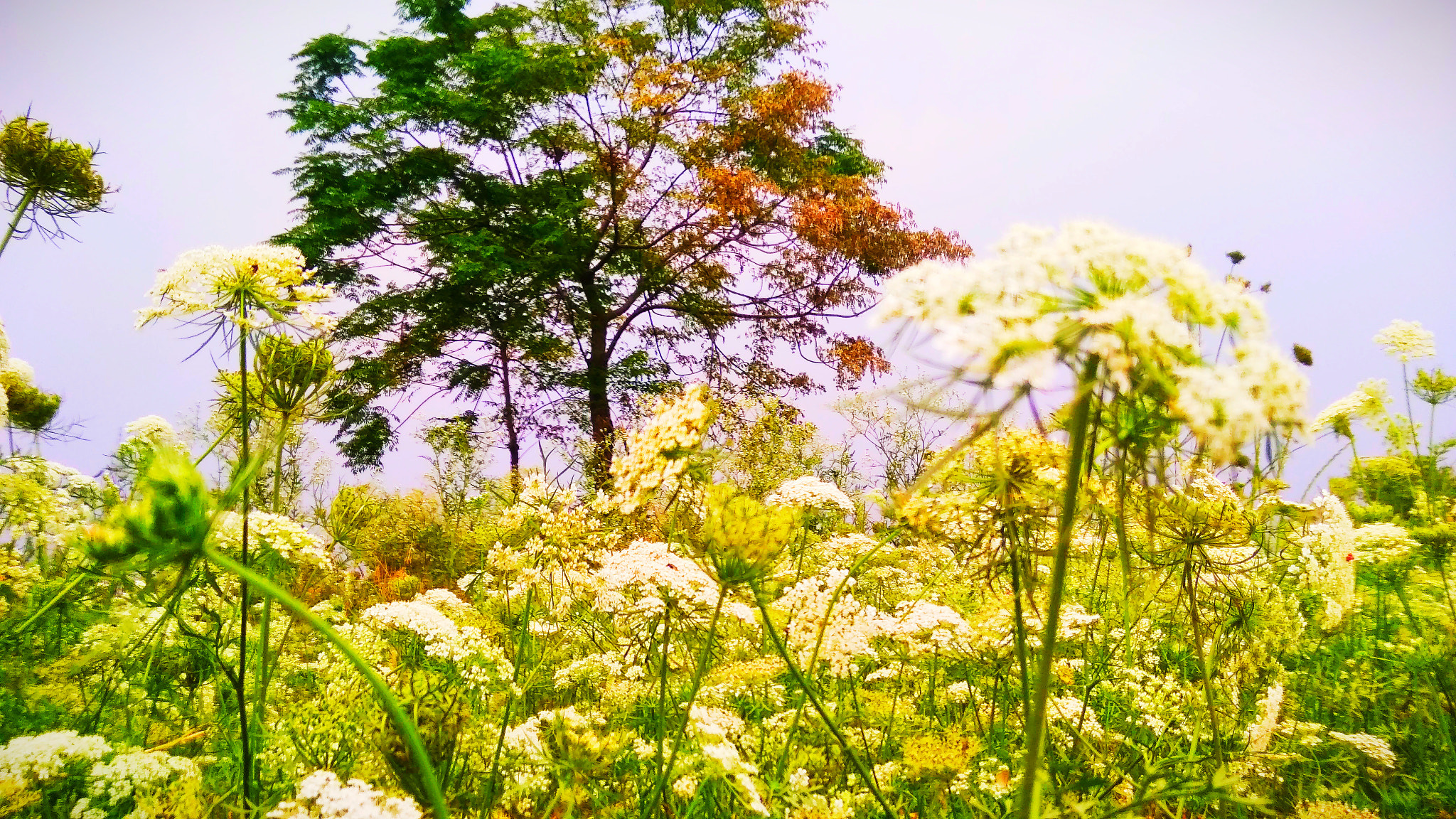 Xiaomi Redmi 5A sample photo