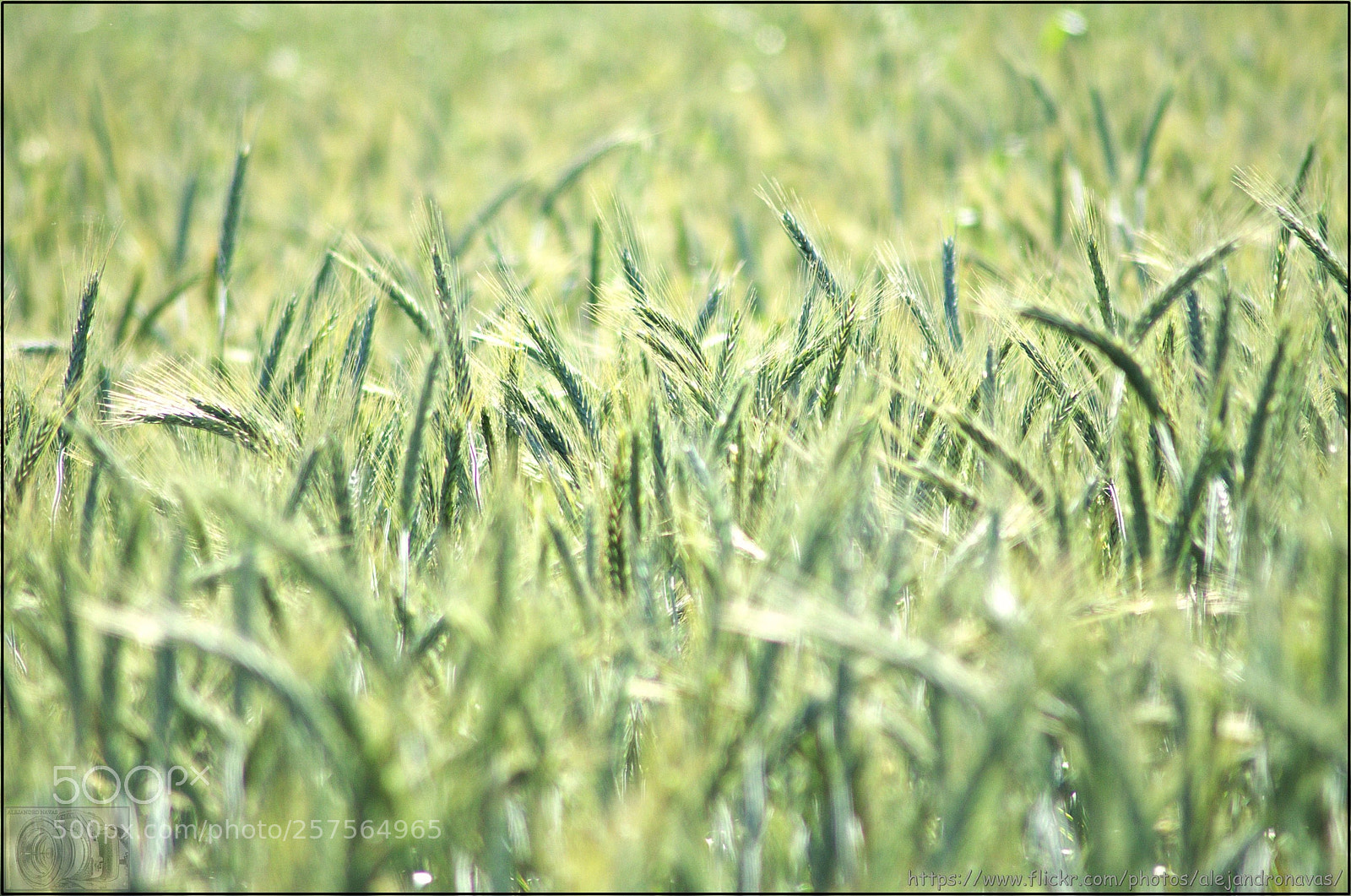 Pentax K-50 sample photo. Tres tristes tigres en photography