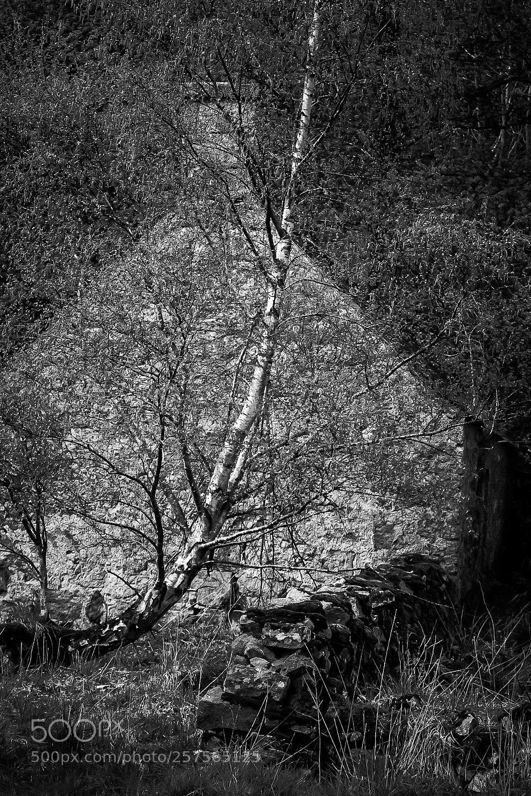 Canon EOS 1300D (EOS Rebel T6 / EOS Kiss X80) sample photo. Curved tree photography
