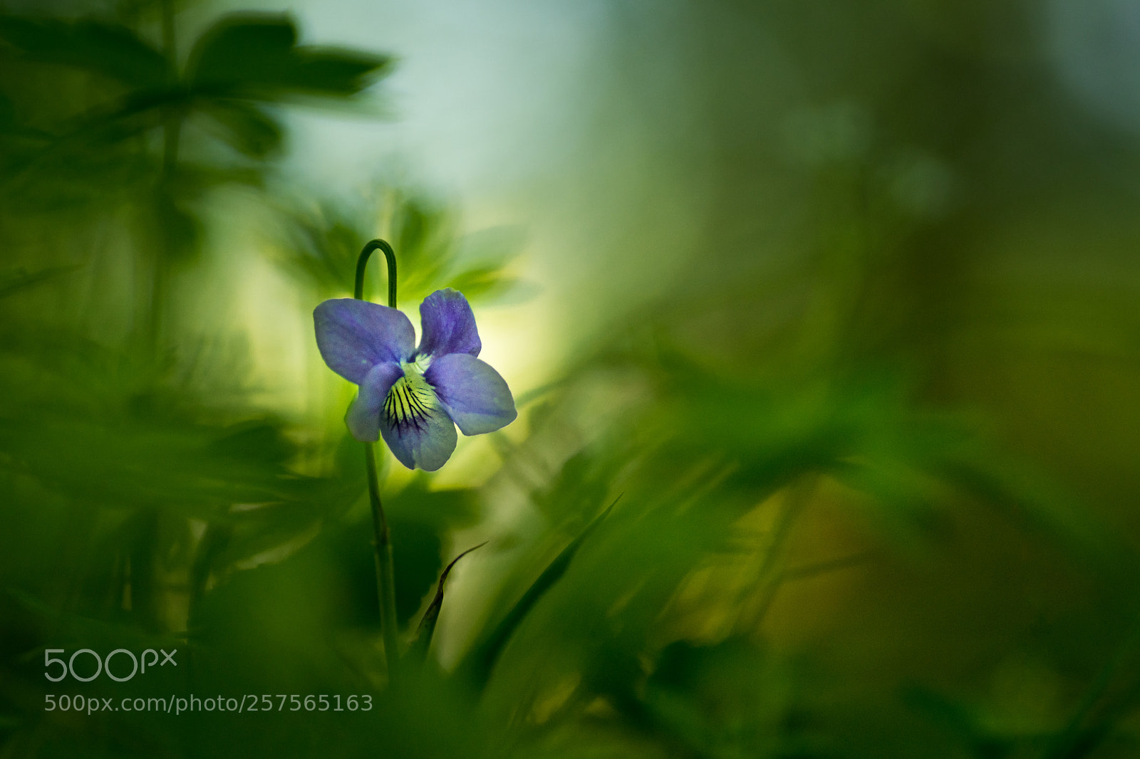 Sony ILCA-77M2 sample photo. Viola riviniana bleeksporig bosviooltje photography