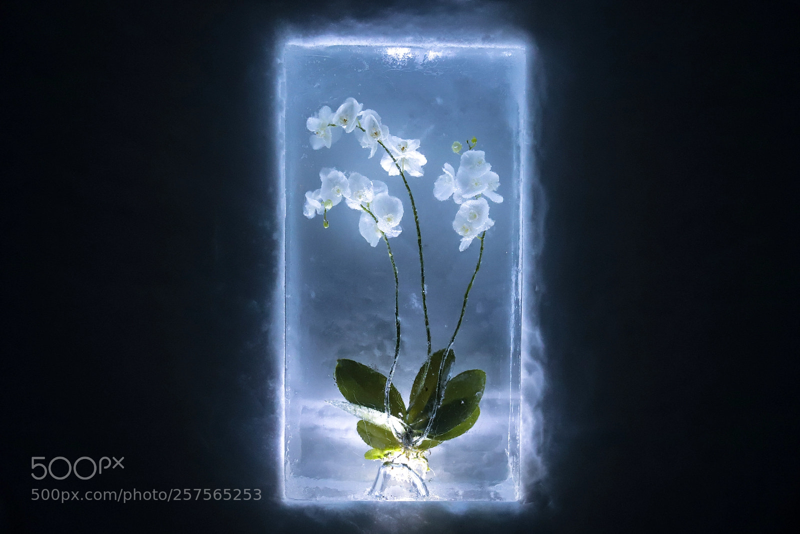 Canon EOS 6D Mark II sample photo. Flower surrounded with ice photography