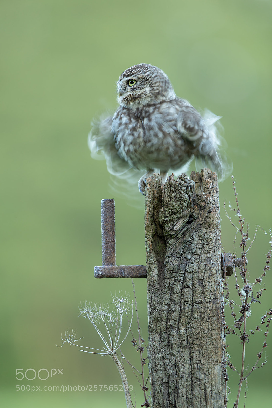 Canon EOS-1D X Mark II sample photo. Little owl rearranging feathers. photography