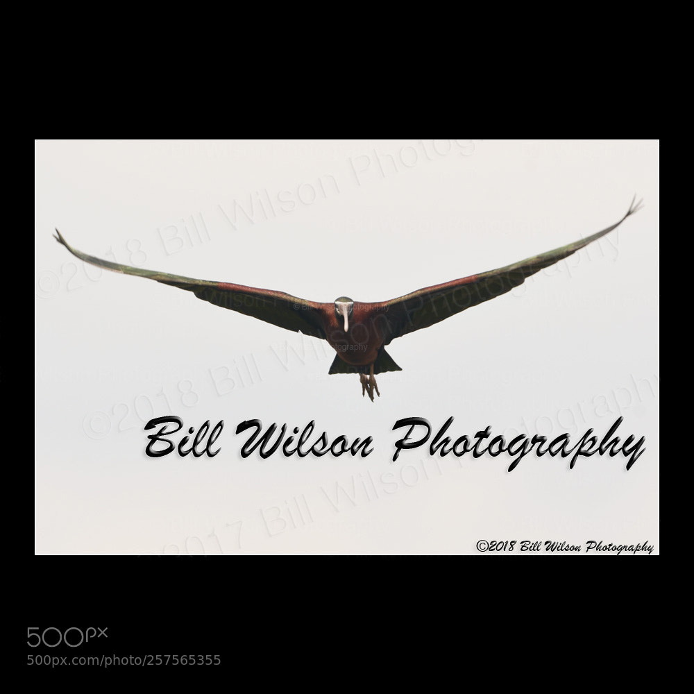 Nikon D500 sample photo. Glossy ibis flight on photography