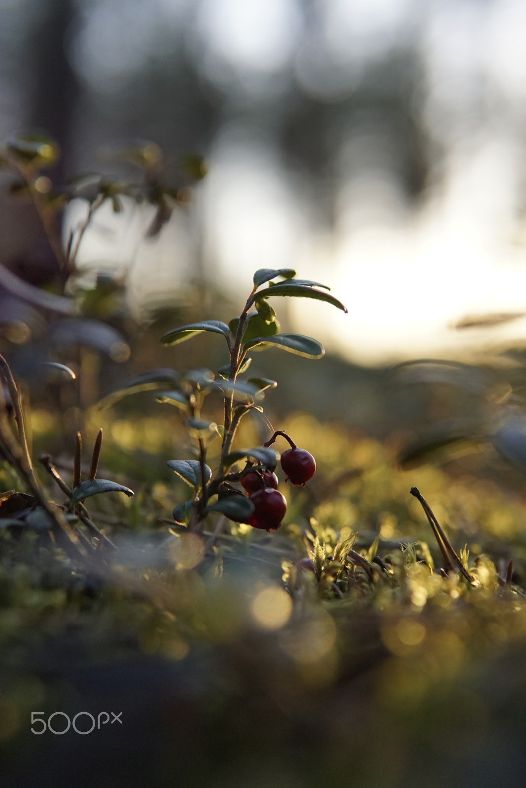 Sony a6000 + Sigma 30mm F1.4 DC DN | C sample photo. Lingonberry in finnish forest photography