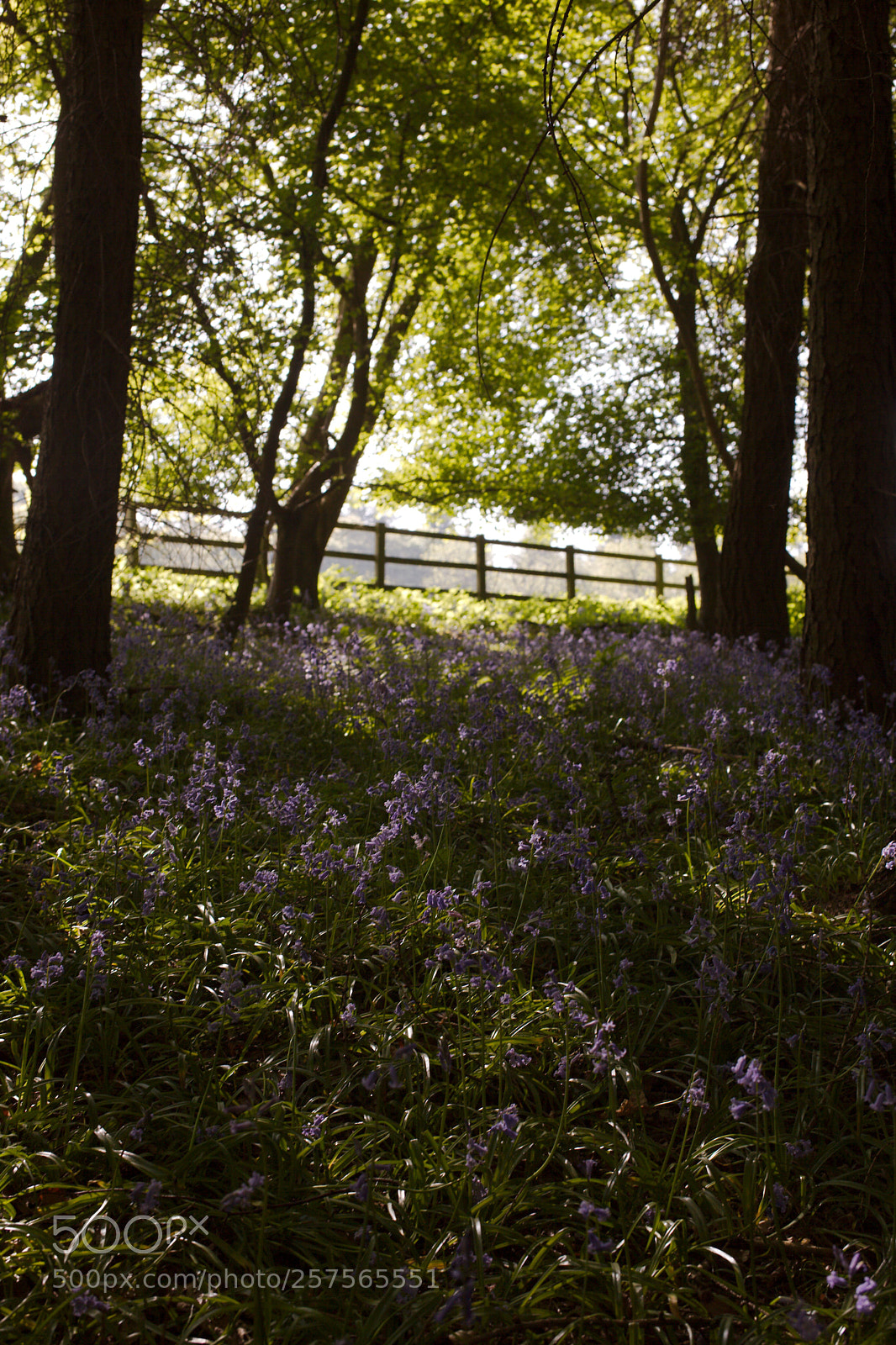 Canon EOS 5D Mark II sample photo. Bluebell wood photography