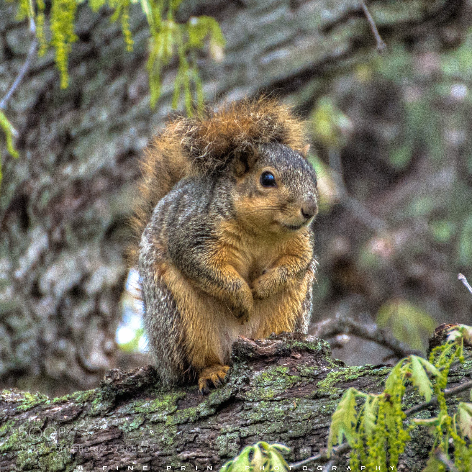 Nikon D3200 sample photo. “davy crockett impersonator” (2018) photography