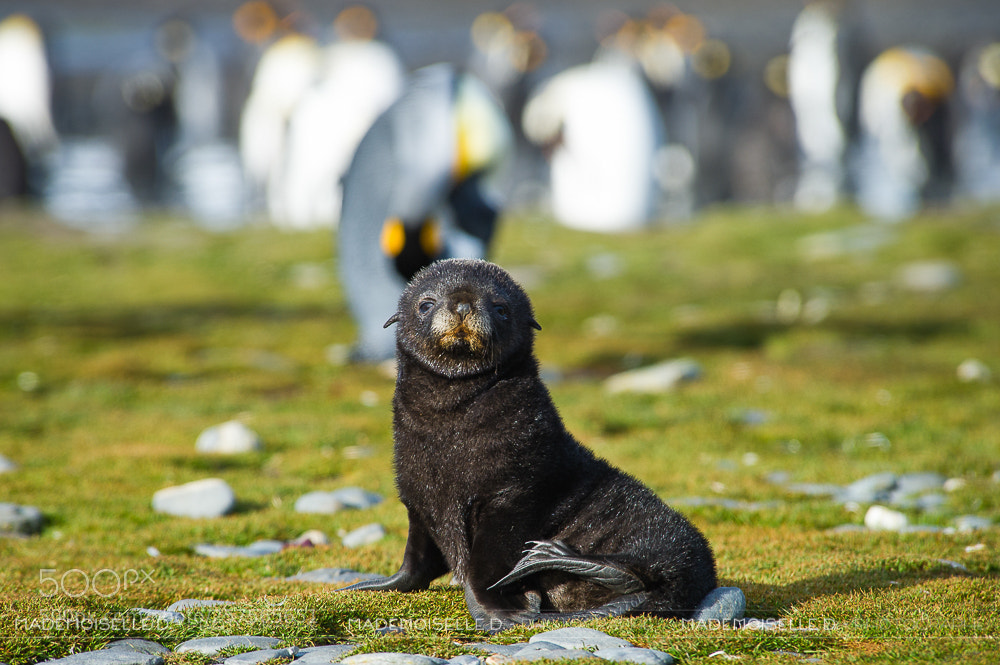 Nikon D3S sample photo. Otaries photography