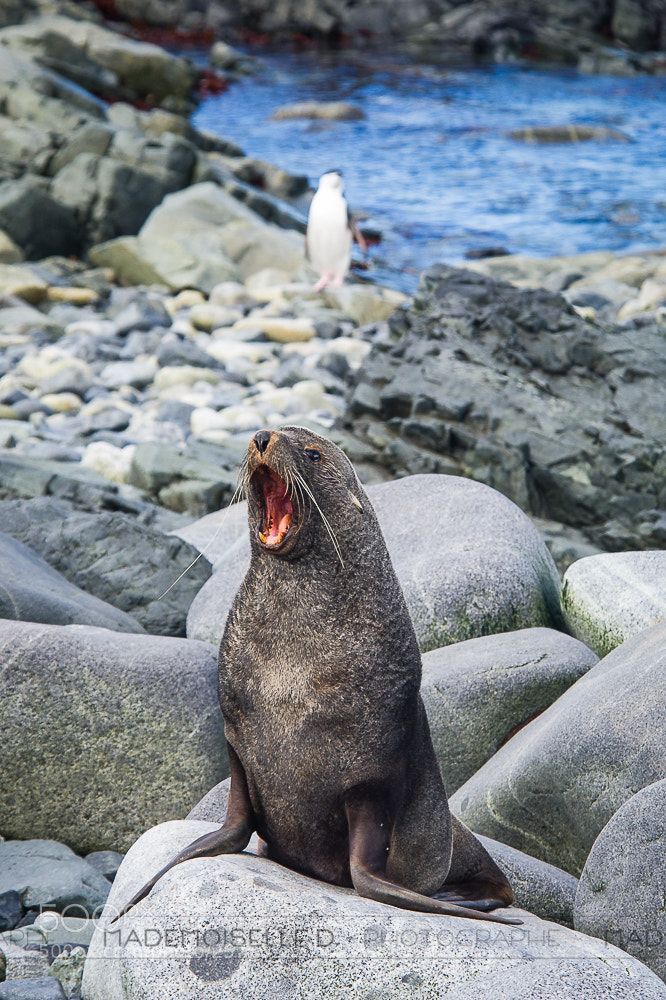 Nikon D3S sample photo. Otaries photography