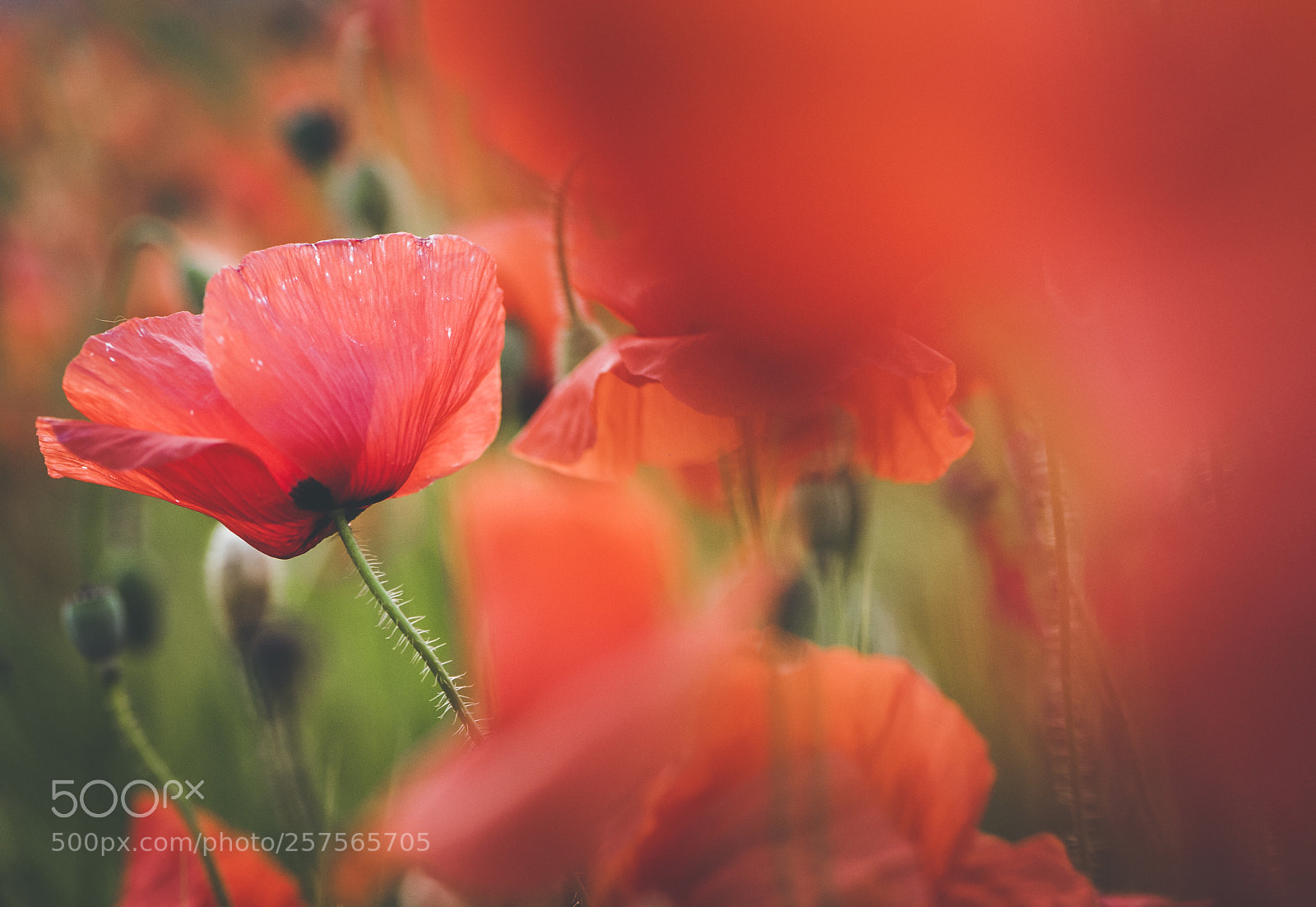 Nikon D700 sample photo. Spring poppies photography