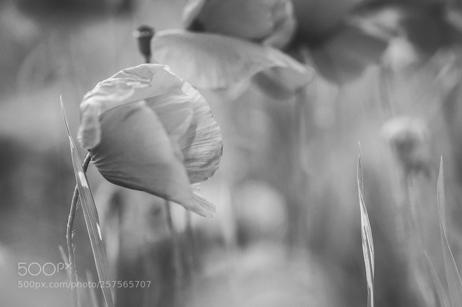 Nikon D700 sample photo. Spring poppies photography