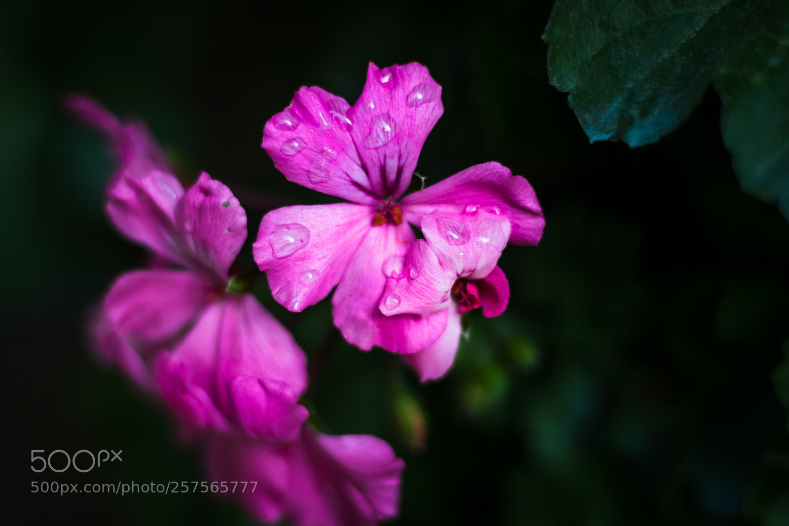 Canon EOS 750D (EOS Rebel T6i / EOS Kiss X8i) sample photo. After the rain 3 photography