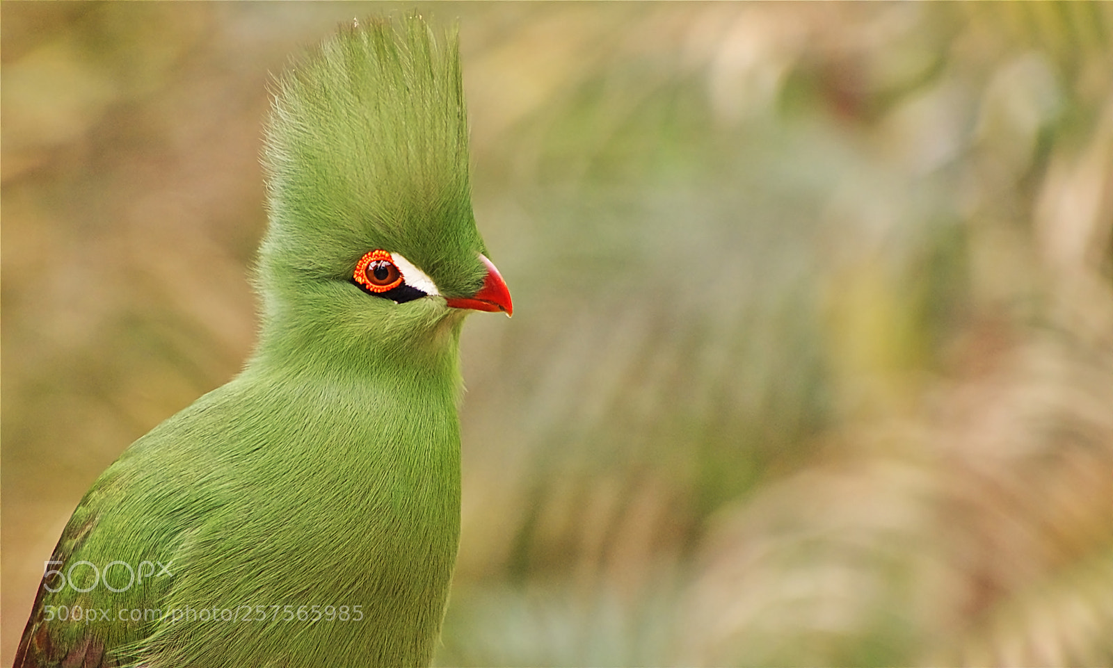 Nikon D7000 sample photo. Green bird photography