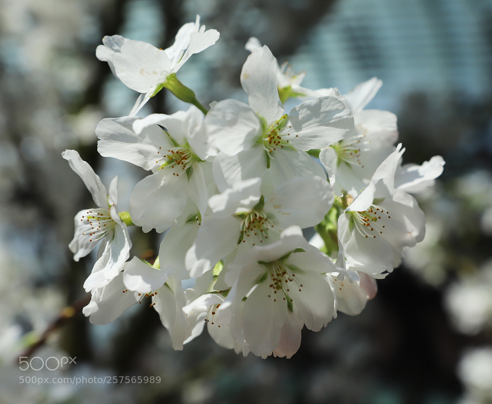 Canon EOS 6D Mark II sample photo. White sukura photography