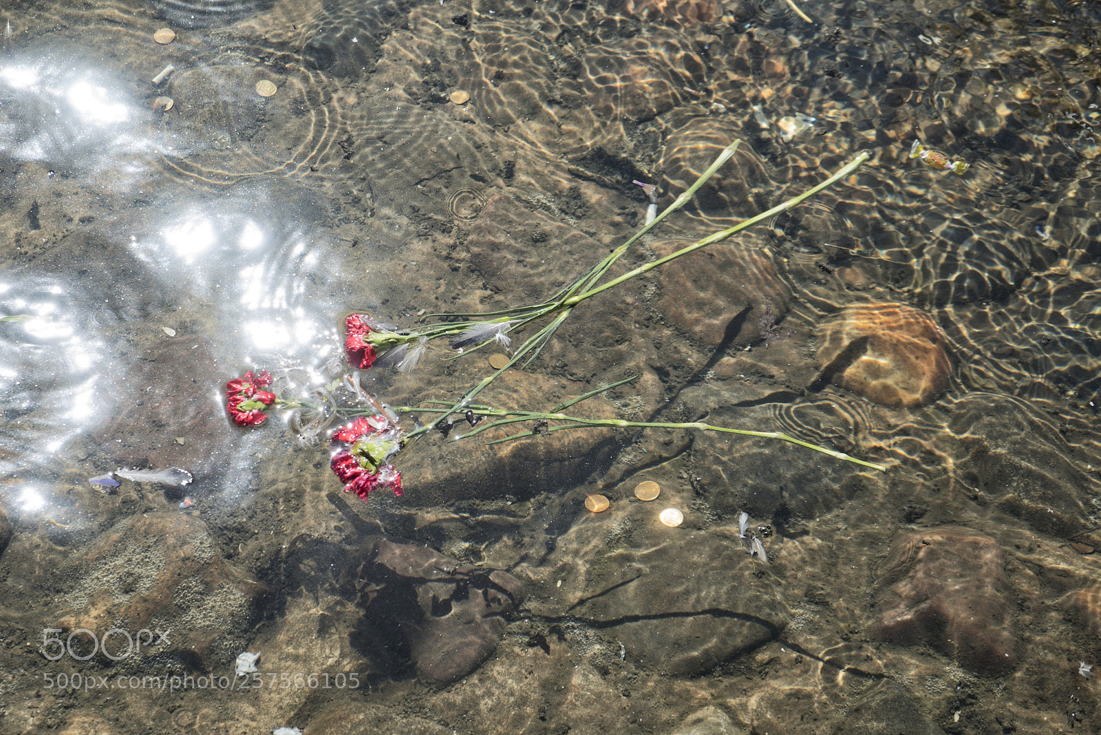 Sony a7S sample photo. In water photography