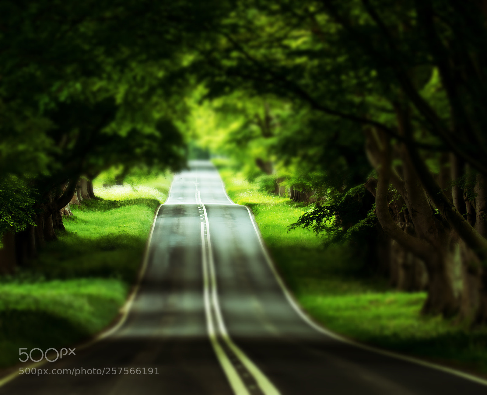 Canon EOS 7D Mark II sample photo. Known as beech avenue photography