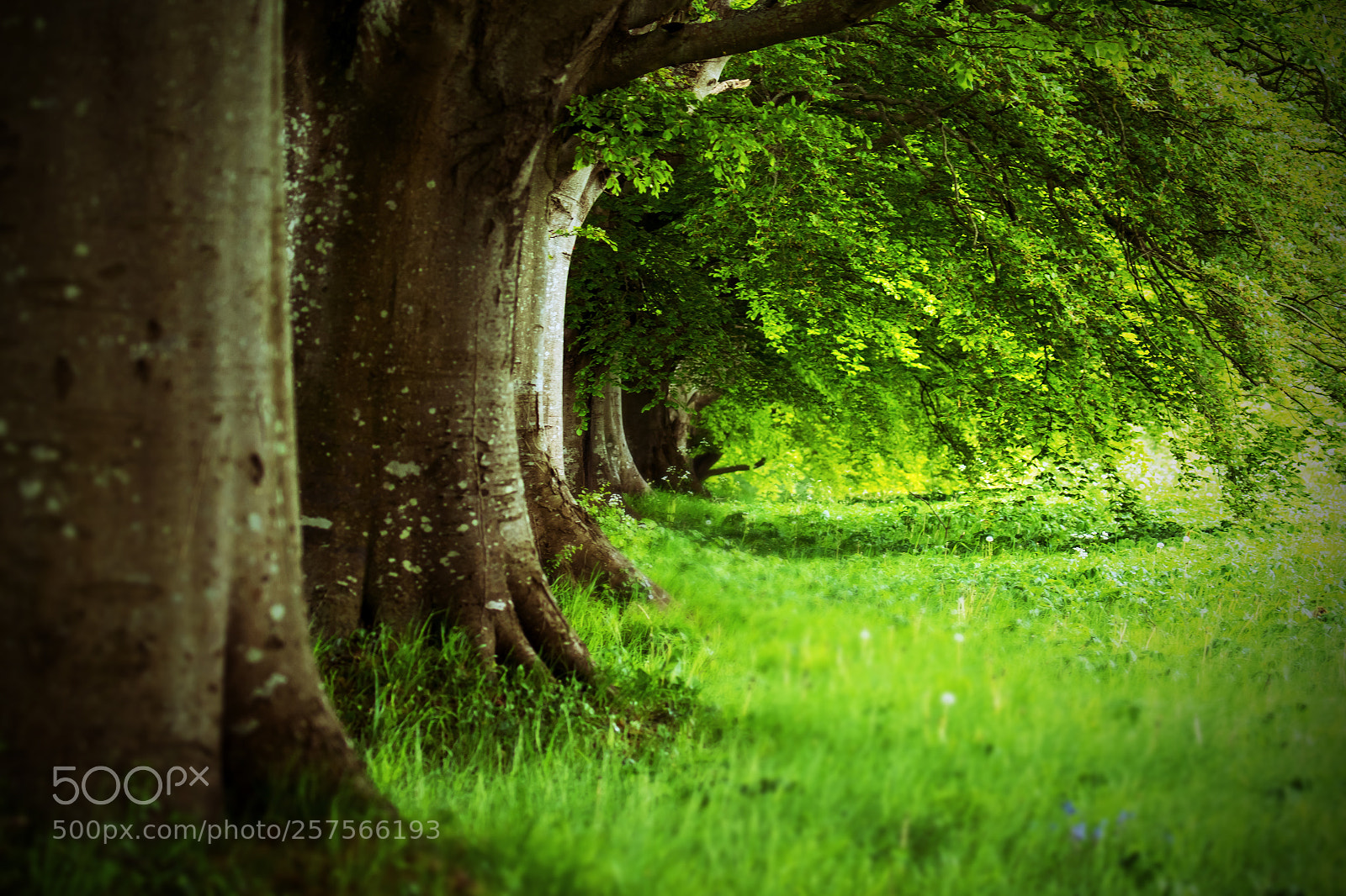 Canon EOS 7D Mark II sample photo. Known as beech avenue photography